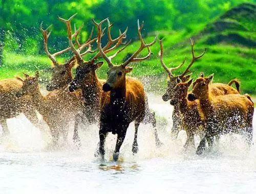 澳門今晚開(kāi)特馬四不像圖,可靠解答解析說(shuō)明_32